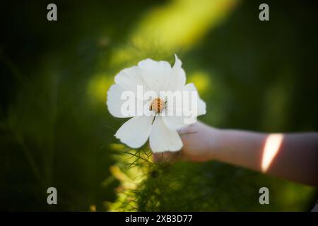 Main coupée tenant la fleur blanche fraîche dans le jardin Banque D'Images