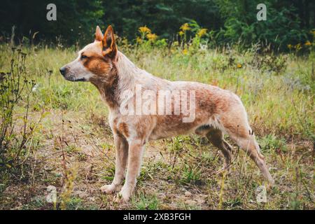 Australian Cattle Dog Banque D'Images