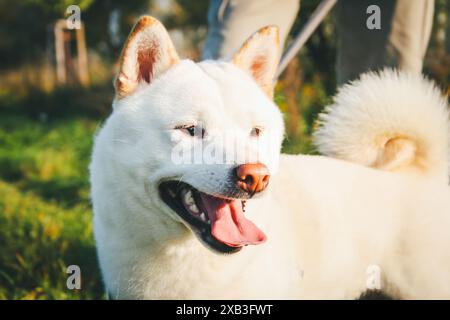 Chien blanc Shiba Inu Banque D'Images