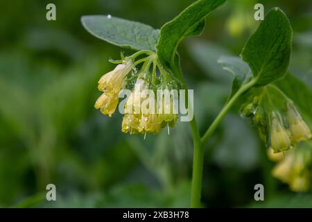 Floraison Symphytum tuberosum dans la forêt, printemps-début d'été, environnement naturel. Plante médicinale. Banque D'Images