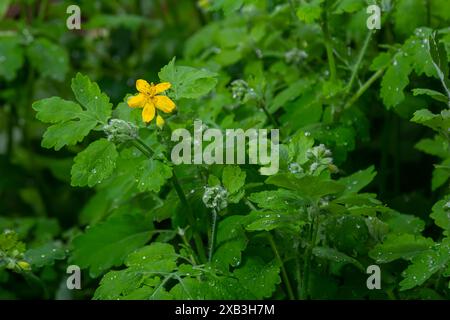 Chelidonium majus, communément connu sous le nom de grande célandine ou tetterwort, nipplewort, ou havelwort, est une plante vivace herbacée. En cas de blessure, le p Banque D'Images