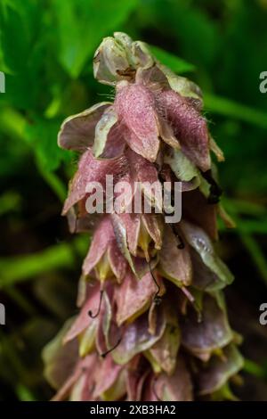 Au printemps, Lathraea squamaria pousse dans la nature dans la nature. Banque D'Images