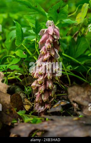 Au printemps, Lathraea squamaria pousse dans la nature dans la nature. Banque D'Images