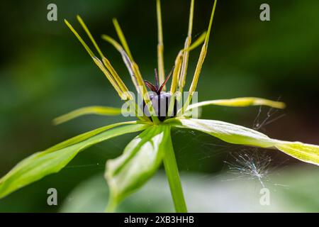 Paris quadrifolia en floraison. Il est communément appelé Herb Paris ou True Lover's Knot. Banque D'Images