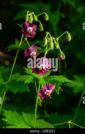 Fleurs mauves sombres dans le jardin, mise au point sélective avec fond de bokeh vert - Geranium faeum. Banque D'Images