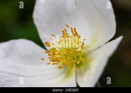 Anemonoides sylvestris Anemone sylvestris, connue sous le nom d'anémone en forme de goutte de neige ou de goutte de neige, est une plante vivace florissant au printemps. Banque D'Images