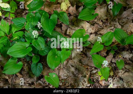 Maianthemum bifolium ou faux lis de la vallée ou lis de mai est souvent une plante à fleurs rhizomateuse commune localisée. Poussant dans la forêt. Banque D'Images