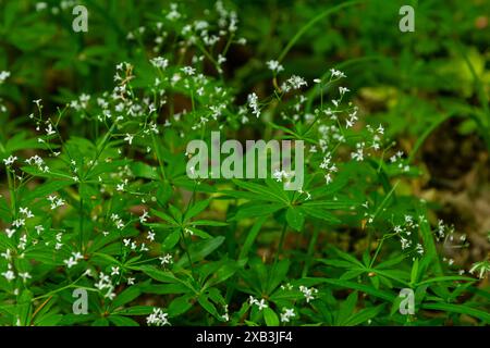 Fleurs de woodruff blanches. Gros plan de plantes à fleurs. Galium odoratum. Banque D'Images