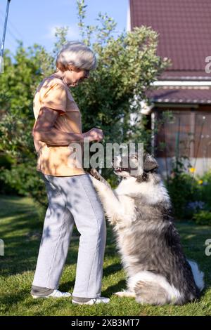 Une femme âgée entraîne un chien dans la cour de sa maison. Un grand chien, un mélange de berger, suit les ordres du propriétaire à l'extérieur. Mise au point sélective, gros plan. Banque D'Images