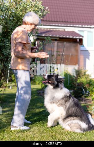 Une femme âgée entraîne un chien dans la cour de sa maison. Un grand chien, un mélange de berger, suit les ordres du propriétaire à l'extérieur. Mise au point sélective, gros plan. Banque D'Images