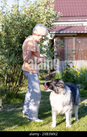 Une femme âgée entraîne un chien dans la cour de sa maison. Un grand chien, un mélange de berger, suit les ordres du propriétaire à l'extérieur. Mise au point sélective, gros plan. Banque D'Images