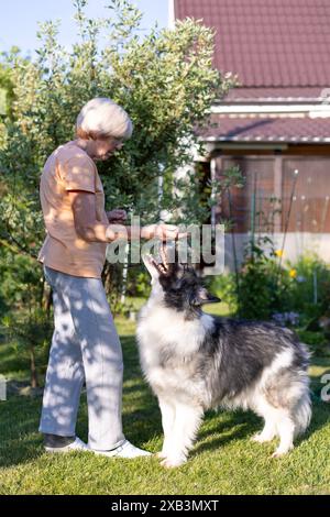 Une femme âgée entraîne un chien dans la cour de sa maison. Un grand chien, un mélange de berger, suit les ordres du propriétaire à l'extérieur. Mise au point sélective, gros plan. Banque D'Images