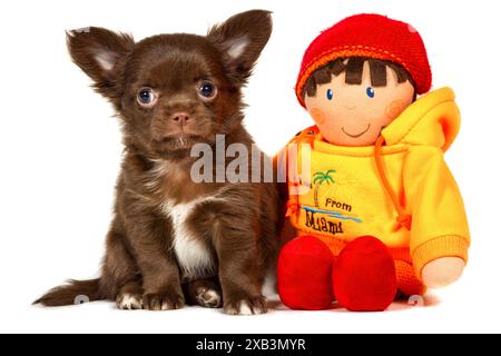 Un adorable petit chihuahua brun chocolat est assis à côté d'une poupée jouet faite à la main portant un pull jaune avec une capuche rouge. Le chiot a une tache blanche de fu Banque D'Images