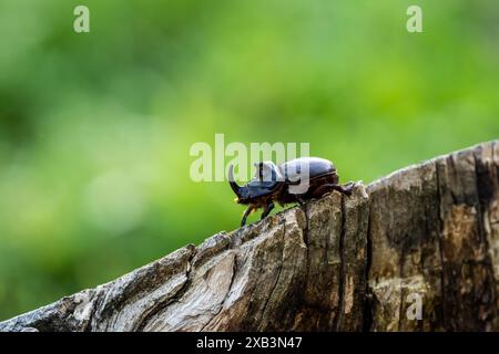 Coléoptère rhinocéros (Oryctes nasicornis) sur tronc d'arbre mort en milieu forestier. Ses larves se nourrissent de bois en décomposition, contribuant au renouvellement des forêts. Banque D'Images