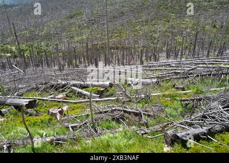 Arbres morts et mourants dans les montagnes du Harz, basse-Saxe, Allemagne Banque D'Images