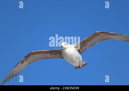 Un goéland de l'Atlantique glisse sur le courant ascendant s'élevant du long côté haut d'un navire de croisière naviguant à travers l'Atlantique Nord après avoir quitté Tanger. Banque D'Images