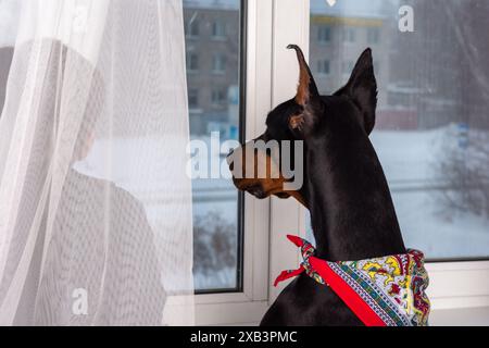 Un Doberman Pinscher noir avec un bandana rouge regarde par la fenêtre le sol enneigé. La queue rognée des chiens remue joyeusement comme il regarde, encadrée par ele Banque D'Images