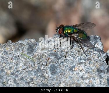 Mouche de maison commune sur un morceau de béton Banque D'Images