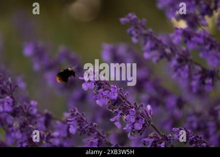 Harmonie planante : Bumblebee parmi les fleurs de menthe catmint. Banque D'Images