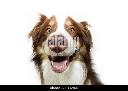 Portrait chiot chien berger australien heureux et souriant. Isolé sur fond blanc Banque D'Images