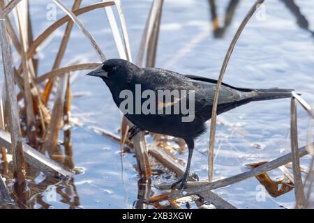 Un mâle à ailes rouges perche sur l'herbe des marais pendant un matin ensoleillé de printemps. Banque D'Images