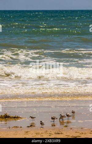 Un petit troupeau de sanderling (calidris alba) sur une plage de sable au Mozambique, avec de petites vagues se brisant en arrière-plan Banque D'Images