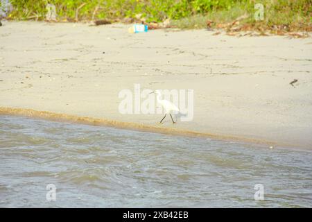 Ardeidae ou egretta garzetta ou oiseau d'aigrette à la recherche de nourriture à l'embouchure d'une rivière avec de l'eau saumâtre Banque D'Images