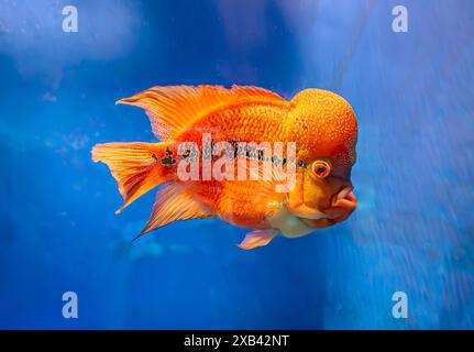 Flowerhorn Cichlid poissons colorés nageant dans aquarium bleu profond réservoir de poissons d'eau douce. Les poissons de corne de fleur sont des poissons ornementaux qui symbolisent la chance Banque D'Images