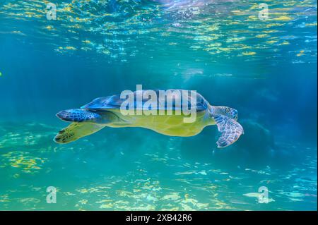 Photo de tortue de mer dans l'île des Galapagos. Tortue de mer verte nageant paisiblement le long du fond marin dans les eaux peu profondes juste à côté de la plage. Swimmin Banque D'Images