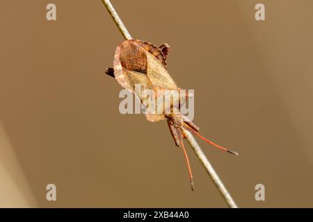 Coreus marginatus Dock Bug ou Squashbug, Sussex, Royaume-Uni Banque D'Images