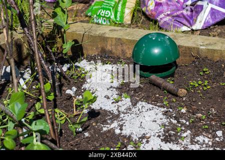 Piège à limaces et cendres dispersés autour de la base des plantes sur une parcelle de légumes pour décourager les parasites tels que les limaces et les escargots Banque D'Images