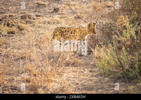 Un chat serval chassant dans le parc national d'Amboseli, au Kenya Banque D'Images
