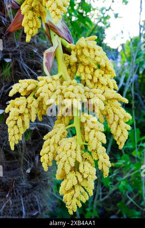 La tête de fleur jaune de Trachycarpus Fortunei - John Gollop Banque D'Images