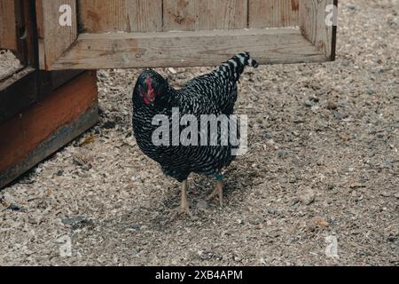 Un poulet noir et blanc sur la volée pour la nourriture. Banque D'Images