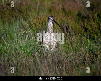 Curlew eurasien debout seul (échassier haute, long bec courbé, habitat naturel des landes hautes au printemps) - Dallow Moor, North Yorkshire, Angleterre Royaume-Uni. Banque D'Images