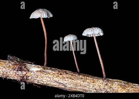 Gros plan de trois minuscules champignons blancs (Marasmius sp.) Pousser sur une branche d'arbre sur un fond noir - Brevard, Caroline du Nord, USA Banque D'Images