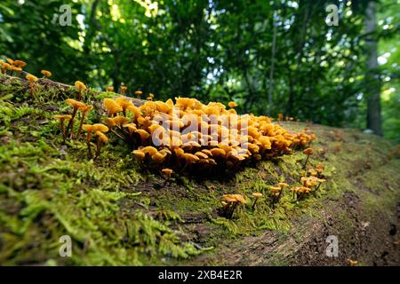 Golden Trumpet Mushroom (Xeromphalina campanella) - Cat Gap Loop Trail, Pisgah National Forest, Brevard, Caroline du Nord, États-Unis Banque D'Images