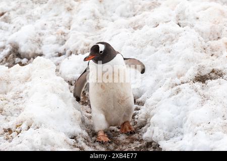 Pingouin Gentoo dans la neige. Banque D'Images