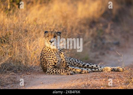 Belle guépard femelle du sud-est africain (Acinonyx jubatus jubatus) se prélassant au bord de la route dans la réserve naturelle privée de Timbavati, Afrique du Sud Banque D'Images