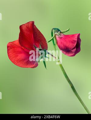 Gros plan de fleur de pois Lathyrus Odoratus 'Red Ensign' isolé sur un fond vert désamorcé Banque D'Images