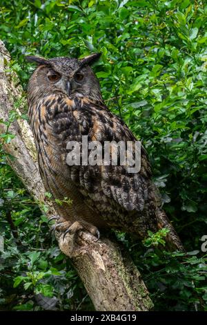 Aigle-hibou eurasien / aigle-hibou européen (Bubo bubo) perché dans la brousse Banque D'Images