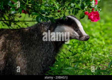Blaireau européen (Meles meles) femelle buvant sous le buisson fleuri au printemps Banque D'Images