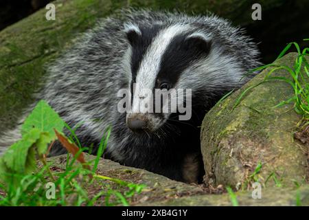 Blaireau européen (Meles meles) petit de quatre mois émergeant d'un écrin de blaireau sous le tronc d'arbre tombé dans la forêt au printemps Banque D'Images