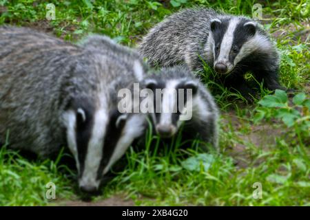 Blaireaux européens (Meles meles), gros plan de deux petits de quatre mois qui se nourrissent avec leur mère dans la prairie au printemps Banque D'Images