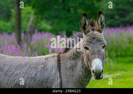 Âne miniature, portrait en gros plan dans la prairie avec des fleurs au printemps, race méditerranéenne d'âne originaire de Sardaigne et de Sicile Banque D'Images