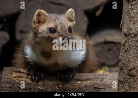 Gros plan de martre de hêtre / martre de pierre (Martes foina) reposant dans un tas de bois / tas de bois Banque D'Images