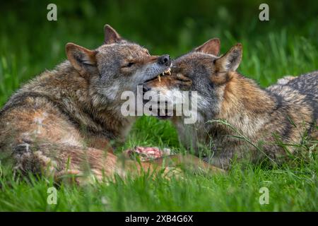 Loups eurasiens montrant un comportement de saisie par le museau par le loup gris dominant saisissant un membre subordonné de la meute par le museau pour confirmer la relation Banque D'Images