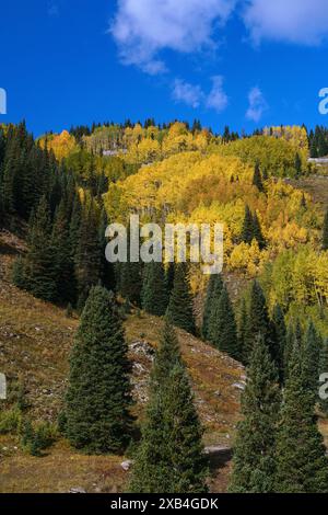 L'automne vibrant tremble sous le ciel bleu le long de la million Dollar Highway dans les montagnes San Juan du Colorado Banque D'Images