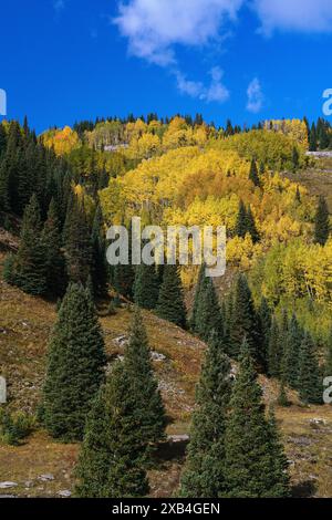 L'automne vibrant tremble sous le ciel bleu le long de la million Dollar Highway dans les montagnes San Juan du Colorado Banque D'Images