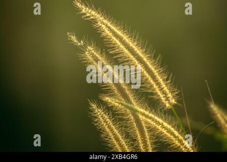 Cette image capture l'atmosphère sereine d'une soirée tropicale, où la lumière dorée du soleil couchant filtre à travers les palmiers. Banque D'Images